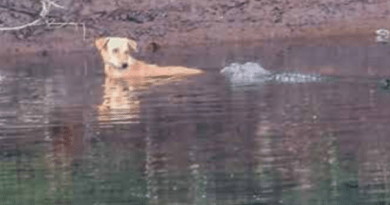 خطرناک مگرمچھوں کی دریا میں پھنس جانے والے کتے کے ساتھ ہمدردی