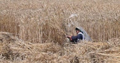 گندم خریداری کا بحران: کیا حکومت کسانوں سے اضافی گندم خرید کر اسے ذخیرہ یا برآمد کرنے کی صلاحیت نہیں رکھتی؟